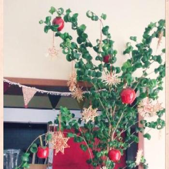 フィカスベンジャミナバロックの投稿画像一覧 Greensnap グリーンスナップ