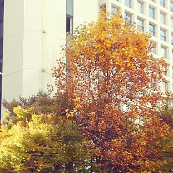 それぞれの秋の画像 by ＆Buyakunさん | お出かけ先とそれぞれの秋と晴れの東京と自然大好きと東京池袋と黄金色