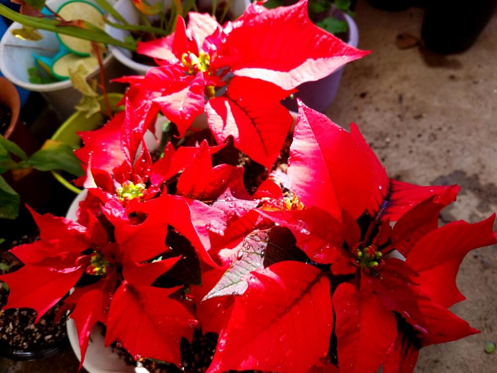 小さな庭の投稿画像 By このはなこゆきさん 冬に咲く花と冬のお花さんと今日の一枚と冬支度と赤い葉っぱとクリスマスの葉っぱと冬に咲く花と冬 のお花さんと今日の一枚と冬支度と赤い葉っぱとクリスマスの葉っぱ 16月12月3日 Greensnap グリーンスナップ