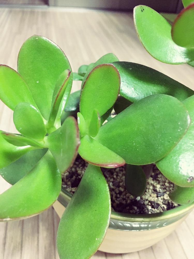 金のなる木の投稿画像 By Kaoruさん 多肉植物とカット挿しとつやつやと根っこしっかりと植中毒と今日の一枚と赤ちゃんと縁起物と金のなる木 花月 と 大きい葉っぱと出た 新芽 16月12月3日 Greensnap グリーンスナップ
