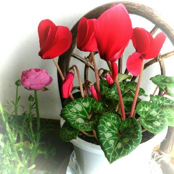 朝景の画像 by ayaさん | 玄関とラナンキュラスとシクラメンと今日のお花と今日の一枚と植中毒と朝景
