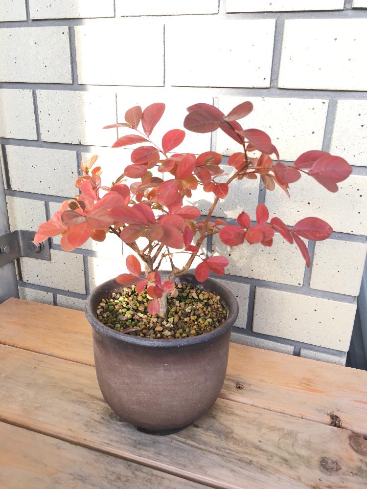 サルスベリ属の投稿画像 By Tatu5326さん ミニ盆栽と紅葉 こうよう と実生と鉢植え 16月12月4日 Greensnap グリーンスナップ