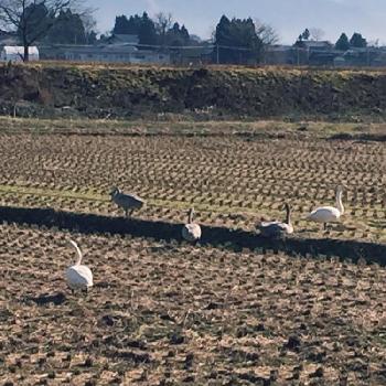 白鳥の飛来の画像 by kkkeeeさん | 畑と子連れと白鳥の飛来と今日の一枚