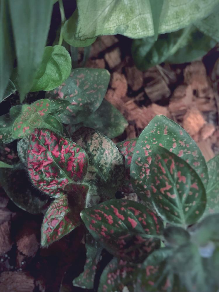 ヒポエステスの投稿画像 By Ringoさん 観葉植物と寄せ植えと今日の一枚と斑入り葉っぱとカラフルな葉っぱ 16月12月5日 Greensnap グリーンスナップ