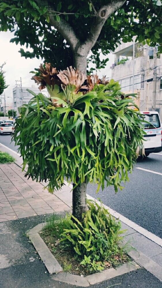 コウモリランの投稿画像 By アピ吉さん ビカクシダと今日の一枚と ビカクシダと沖縄 16月12月5日 Greensnap グリーンスナップ