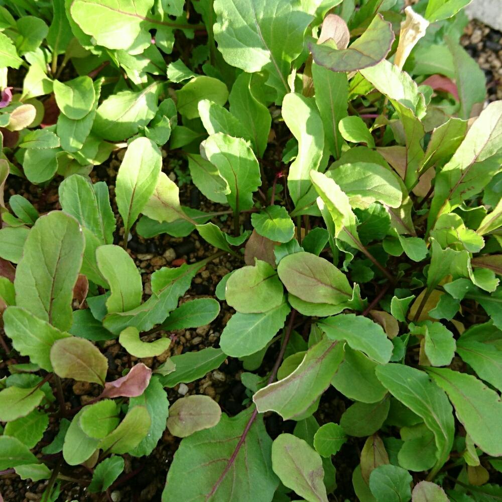 ルッコラの投稿画像 By Kaorunさん 放置栽培と家庭菜園と職場と今日の一枚と間引きと収穫と成長記録と職場の畑 16月12月5日 Greensnap グリーンスナップ