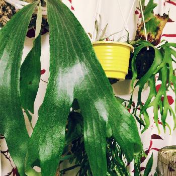 フペルジア ヌンムラフォリウムの画像 by mekulu44さん | 部屋と観葉植物と植物のある暮らしと ビカクシダとP.techoと植中毒と今日の一枚とフペルジア ヌンムラフォリウムと着生シダとP.coronarium Philippinesとサンスベリア ローレンチと珍奇植物