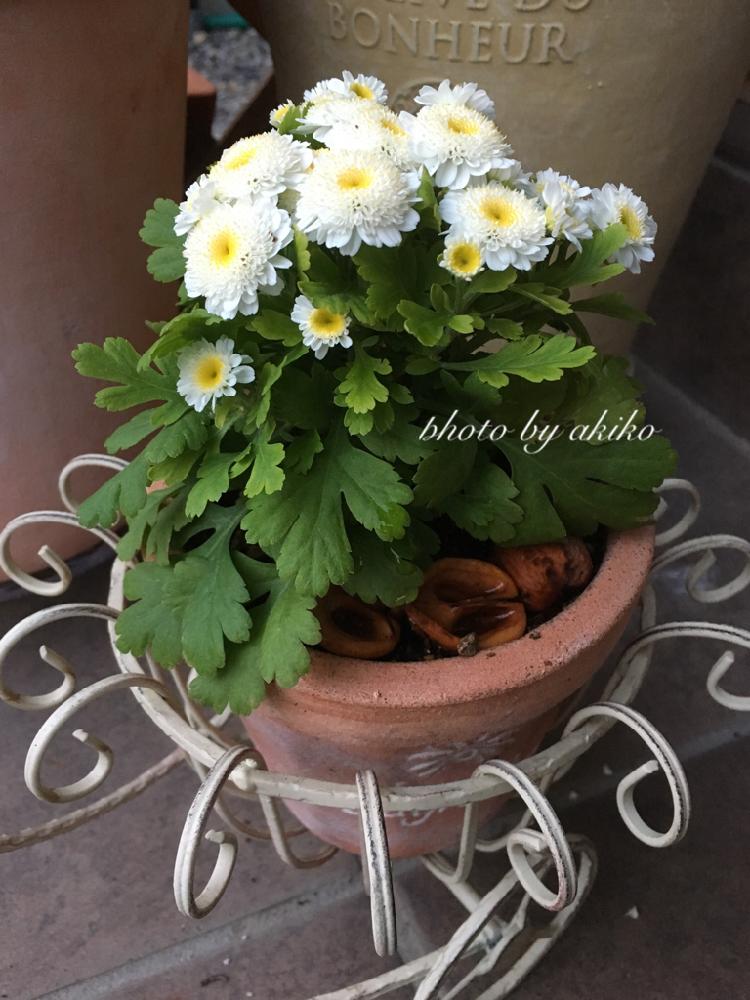 フィーバーフューの投稿画像 By Akiko さん 夏白菊とマトカリアとエントランスと今日のお花と八重咲きとマトリカリアと今日のお花と八重咲き 16月12月5日 Greensnap グリーンスナップ Greensnap グリーンスナップ