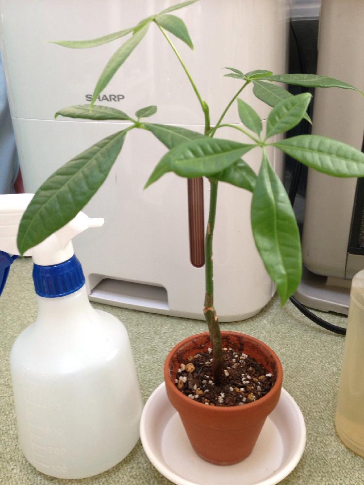 パキラの投稿画像 By 氷麗さん 部屋と植中毒と観葉植物と100均産 と植中毒と観葉植物と100均産 16月12月6日 Greensnap グリーンスナップ Greensnap グリーンスナップ