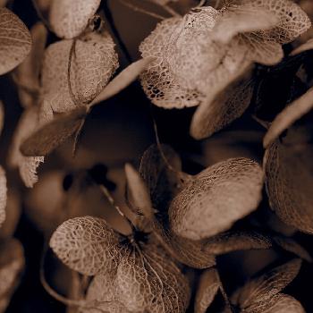 花脈の投稿画像一覧 Greensnap グリーンスナップ