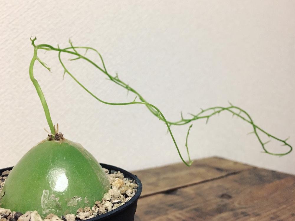 ソウカクデンの投稿画像 By Jillさん 蒼角殿とインテリアと多肉植物とクライミングオニオンとじるのお肉とコーデックスと珍奇植物とじるの球根とビザールプランツと球根植物と多肉植物とクライミングオニオンとじるのお肉とコーデックスと珍奇植物とじるの球根とビザール