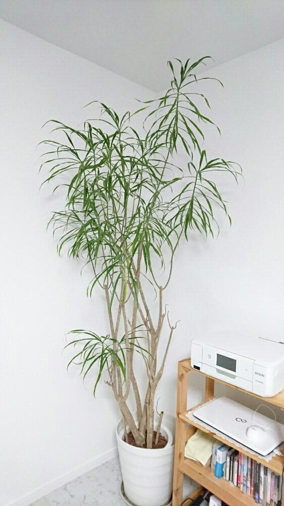 ドラセナコンシンネの投稿画像 By Yamaさん 大型観葉植物とリビングの一角と長い付き合い 16月12月9日 Greensnap グリーンスナップ
