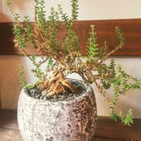 トリコディアデマ ブルボサム,多肉植物,暴れ多肉,今日の一枚,植中毒の画像