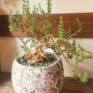 トリコディアデマ ブルボサム,多肉植物,暴れ多肉,今日の一枚,植中毒の画像