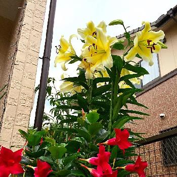 ゴールデン カサブランカの投稿画像一覧 Greensnap グリーンスナップ ゴールデン カサブランカの投稿画像一覧 Greensnap グリーンスナップ