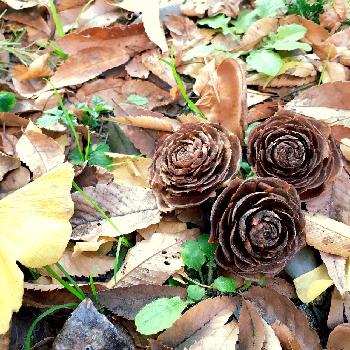 杉ぼっくり の投稿画像一覧 Greensnap グリーンスナップ