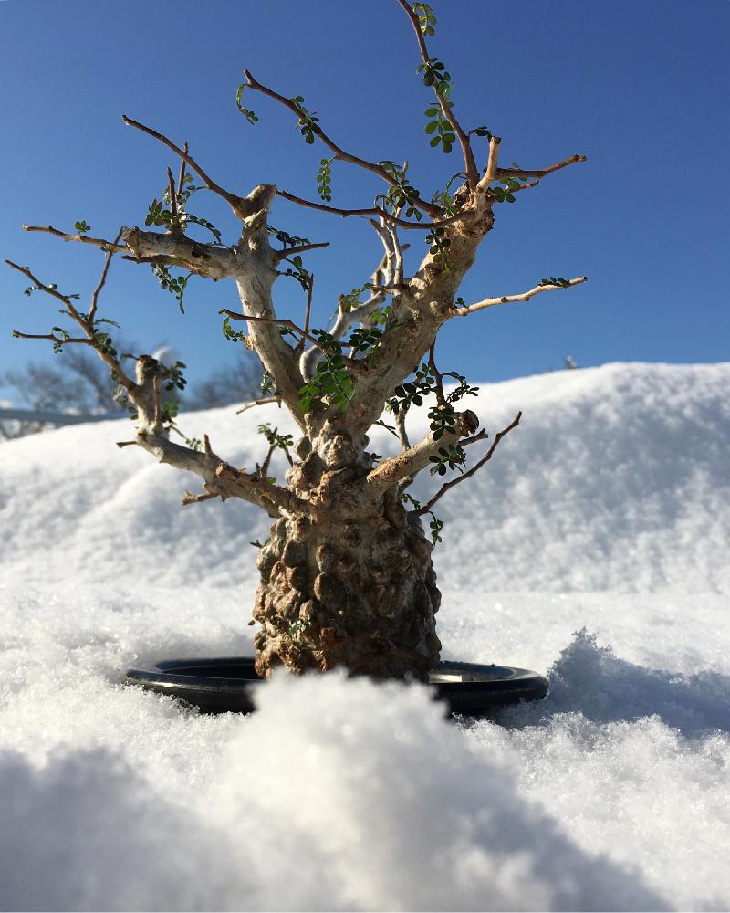 オペルクリカリア パキプスの投稿画像 By Jillさん 多肉植物とオペルクリカリアとコーデックスとパキプス氏とパキプスと塊根植物と珍奇植物とじるの塊根とビザールプランツとじるの雪と植物とcaudexコンテスト 16月12月12日 Greensnap グリーンスナップ