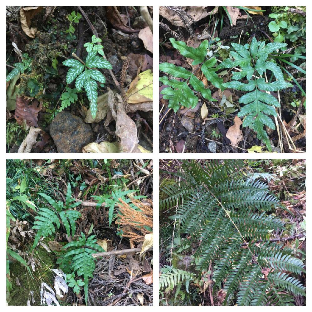 オオバノハチジョウシダの投稿画像 By ソメさん シダ植物とシダ図鑑と和風ティストとナチュラルスタイルとソメ シダ 16月12月12日 Greensnap グリーンスナップ