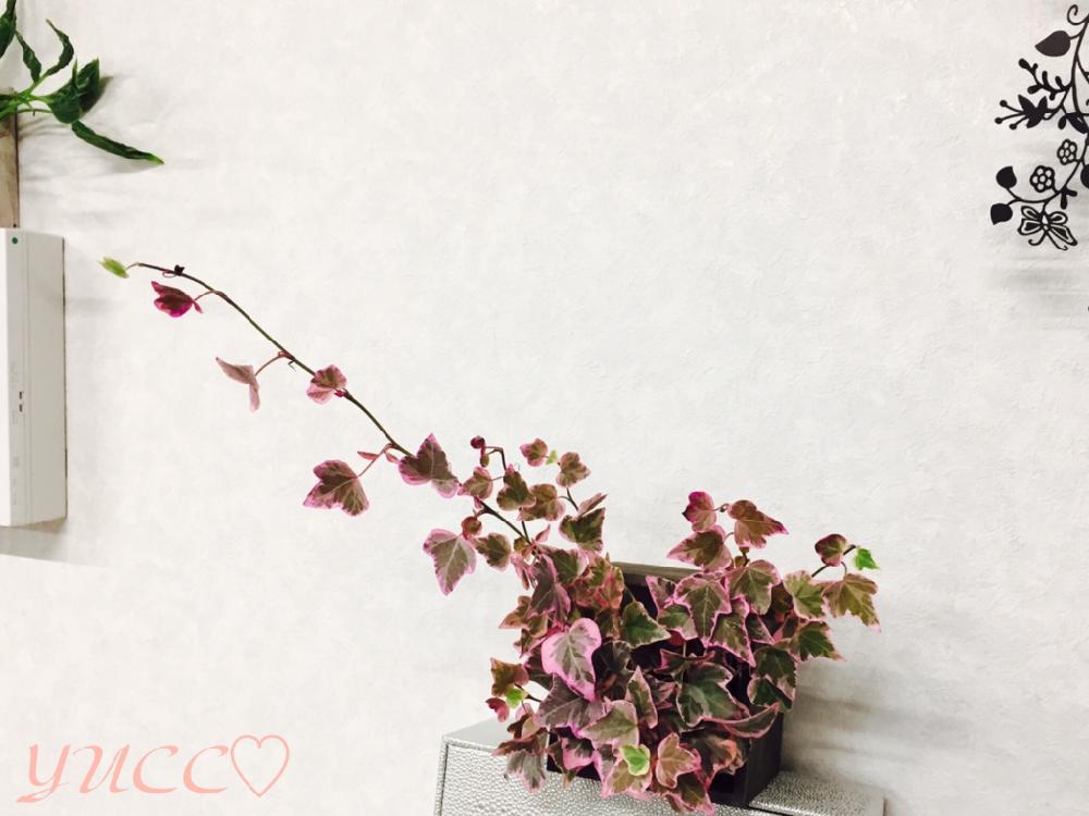 着色の投稿画像 By Yuccoさん 観葉植物とアイビー と今日の一枚とピンクと斑入りアイビーと斑入りヘデラと可愛いピンク色と可愛い 16月12月13日 Greensnap グリーンスナップ