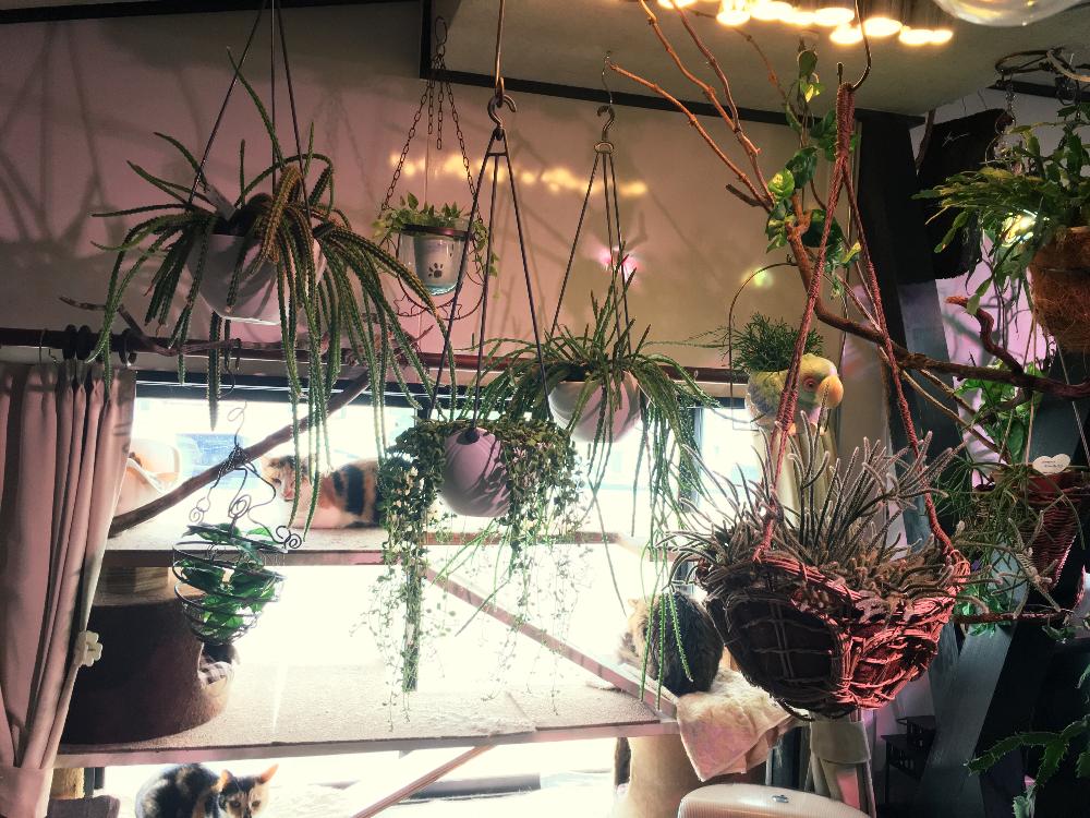 アポロカクタス メラニーの投稿画像 By くみんさん リプサリス ホリダとドラゴンフルーツと部屋とわが家の多肉スペースと珍奇植物とわが家の多肉スペースと珍奇植物 16月12月14日 Greensnap グリーンスナップ Greensnap グリーンスナップ