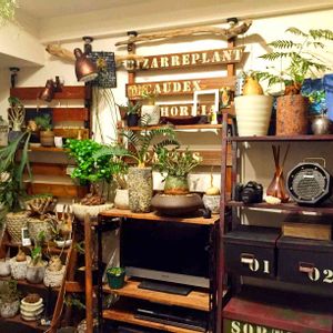 多肉植物,DIY,コーデックス,暴れ多肉,今日の一枚の画像