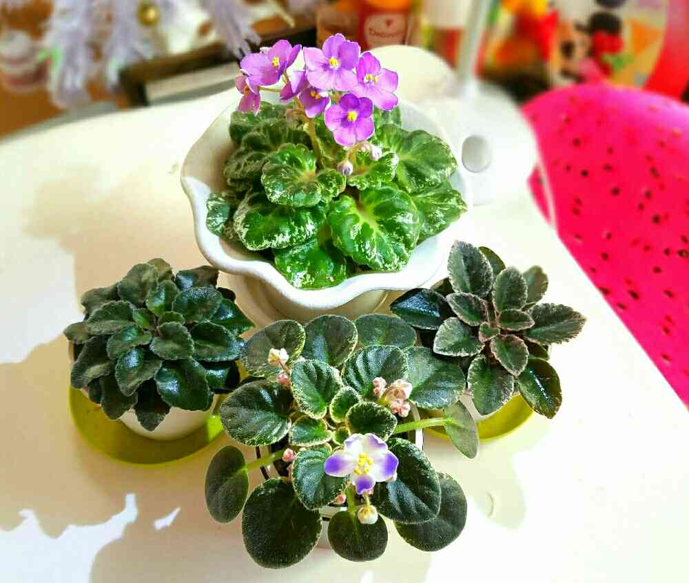 セントポーリアの投稿画像 by Mariaさん｜部屋とかわいいな♡と今日の