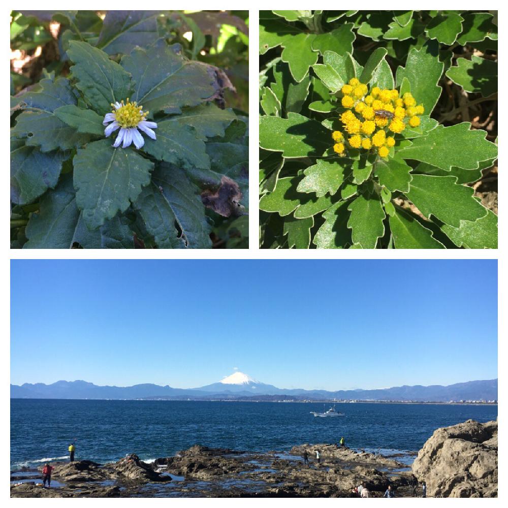 イソギクの投稿画像 By ソメさん ハマコンギクとエノシマヨメナと菊を楽しむと和風ティストと山野草と海岸植物 とキク科と野草図鑑 とナチュラルスタイルと山野草図鑑 16月12月17日 Greensnap グリーンスナップ