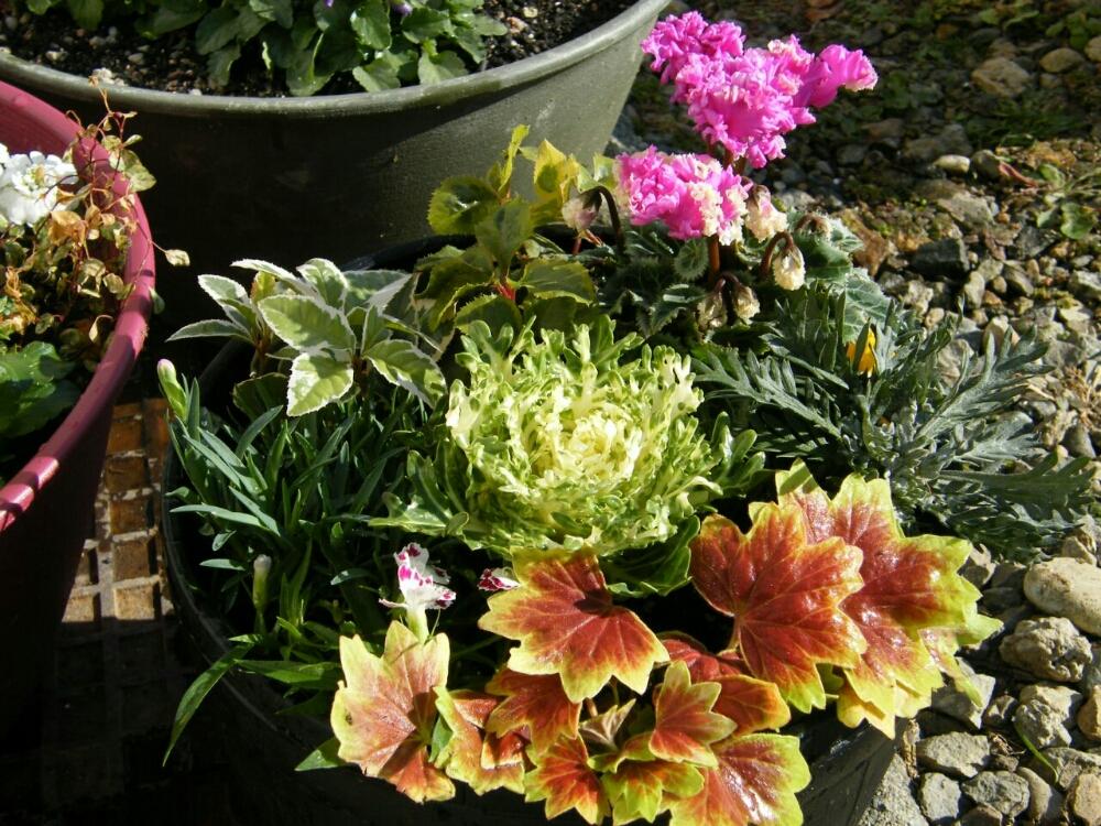 ユリオプスデージーの投稿画像 By 黄華さん もみじ葉ゼラニウムと光子プレミアムとナデシコ ホワイトアイとダイアンサス ピンクキッスと斑入りヤブコウジと斑入りヤブコウジと安曇野ガーデンシクラメンと葉ボタンコンテストと植中毒と寄せ植えと鉢植え 16月12月18日