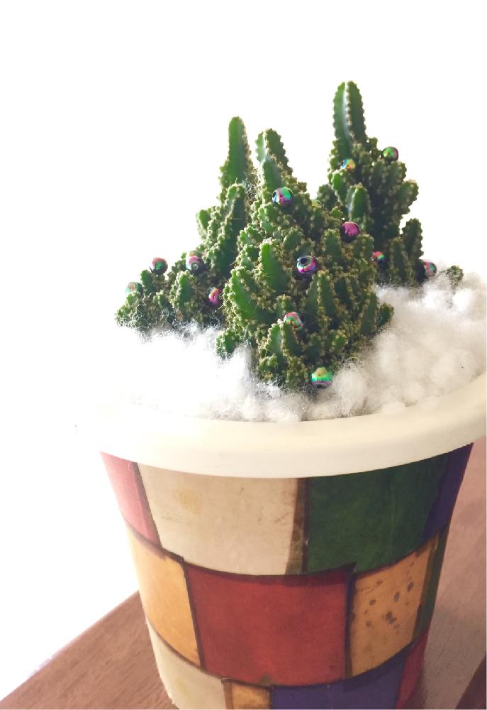 セレウスの投稿画像 By Kurageさん プラスチック鉢リメイクとクリスマスアレンジとサボテン科とx Masコンテスト 16 と電磁波吸収サボテン 16月12月日 Greensnap グリーンスナップ