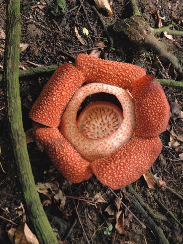 Rafflesia Keithiの投稿画像 By ミモ3さん ラフレシアと臭い と寄生植物とmt Kinabalu 16月12月日 Greensnap グリーンスナップ