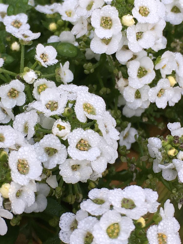 玄関の投稿画像 By Muku Chiyoさん 小さい花と可愛い白い花と小さい花と可愛い白い花 16月12月21日 Greensnap グリーンスナップ Greensnap グリーンスナップ