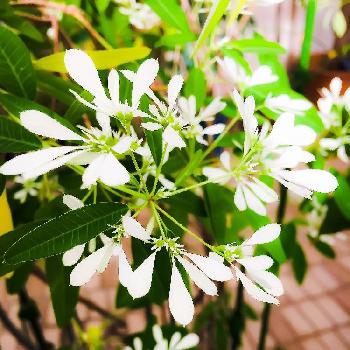 スノーホワイトの投稿画像一覧 Greensnap グリーンスナップ