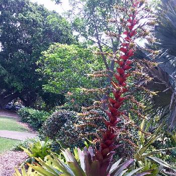 皇帝アナナスの投稿画像一覧 Greensnap グリーンスナップ