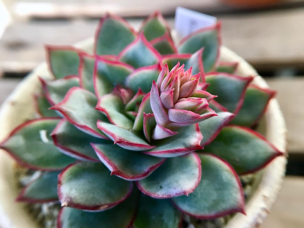 スターフェスティバルの投稿画像 By コチョコチョさん 多肉植物とサボテン相談室 16月12月23日 Greensnap グリーンスナップ