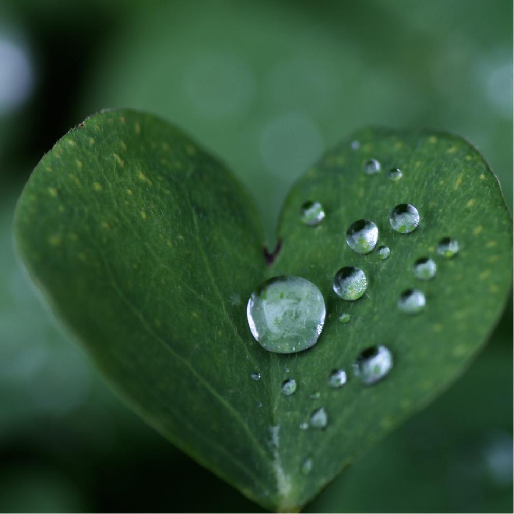 雨上がりの投稿画像 By Kurageさん 水滴写真と見てるだけで嬉しいと水滴コラボとハートの葉っぱ 16月12月24日 Greensnap グリーンスナップ