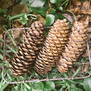 大きな松ぼっくりの投稿画像一覧 Greensnap グリーンスナップ