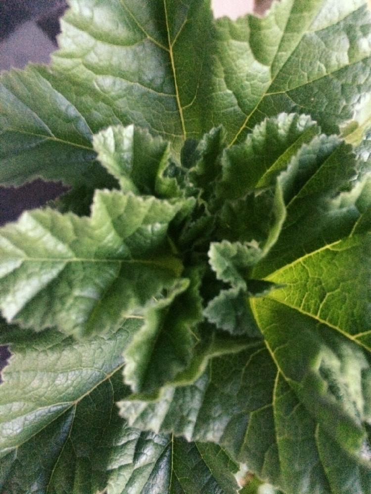 おかのりの投稿画像 By Uriuri Oさん バルコニー ベランダと今日の一枚と家庭菜園と水耕栽培と今日の一枚と家庭菜園と水耕栽培 16月12月26日 Greensnap グリーンスナップ Greensnap グリーンスナップ おかのりの投稿画像 By Uriuri Oさん バルコニー ベランダと今日の一枚と家庭菜園と水耕栽培と今日の一枚と家庭菜園と水耕栽培 16月12月26日 Greensnap グリーンスナップ Greensnap グリーンスナップ