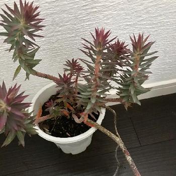 ユーフォルビア リギダの投稿画像一覧 Greensnap グリーンスナップ