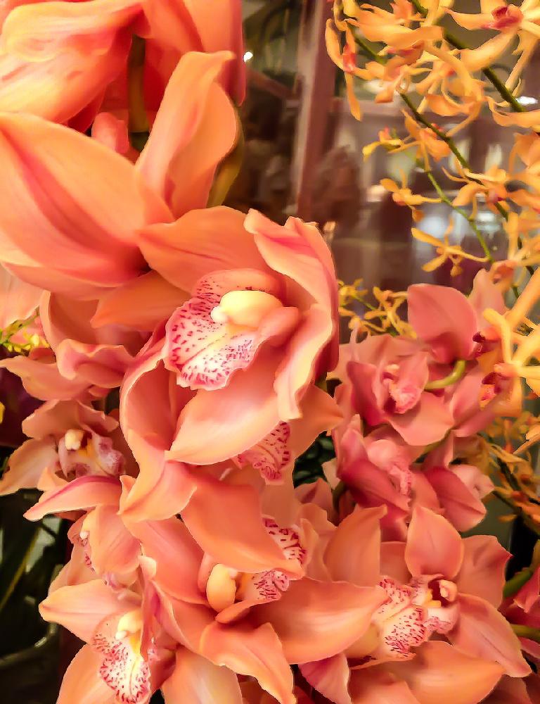 お出かけ先の投稿画像 By ぽんさん 蘭科植物と癒しと花中毒と今日の一枚と今日のお花と暫しうっとり と蘭科植物と癒しと花中毒と今日の一枚と今日のお花と暫しうっとり 16月12月29日 Greensnap グリーンスナップ Greensnap グリーンスナップ