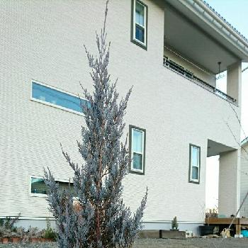 ブルーエンジェル コニファーの投稿画像一覧 Greensnap グリーンスナップ