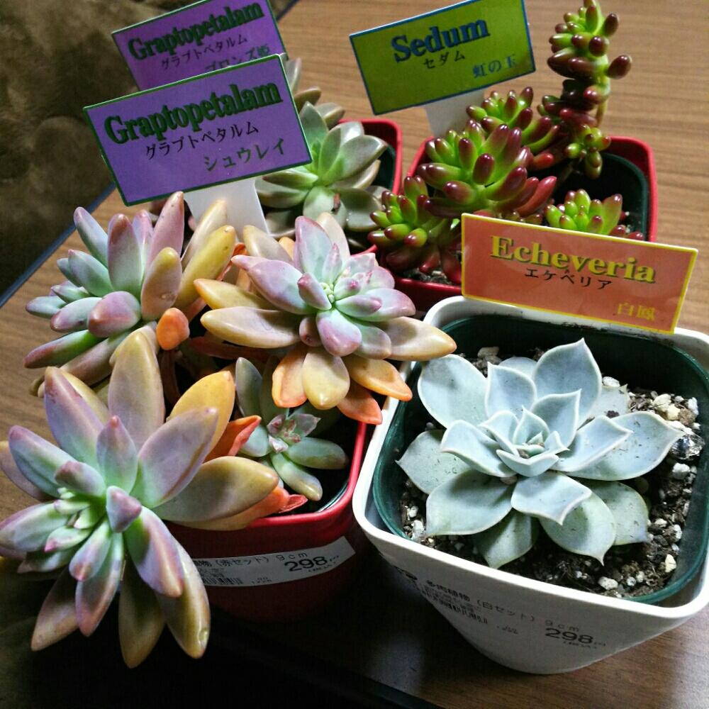 札は白鳳だけど違うな の投稿画像 By りんさん 秋麗と虹の玉と ブロンズ姫と部屋とコメリ出身と多肉植物と東北の冬とリラシナとコメリ出身と多肉植物と東北の冬 16月12月31日 Greensnap グリーンスナップ Greensnap グリーンスナップ