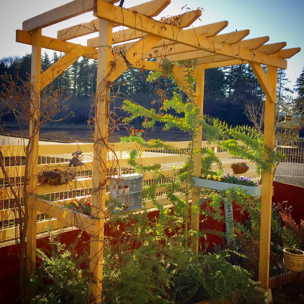 ガーデンの投稿画像 By Eitotakutoさん テラコッタとマイファームとウッドフェンスとマイガーデン と植中毒と今日の一枚とビオラ寄せ植えと今日のお花とバーゴラとファームとflowerとパーゴラdiyとdiyとガーデニングとgreenと小さな牧場とdiy ウッドフェンスとdiy飾り棚と