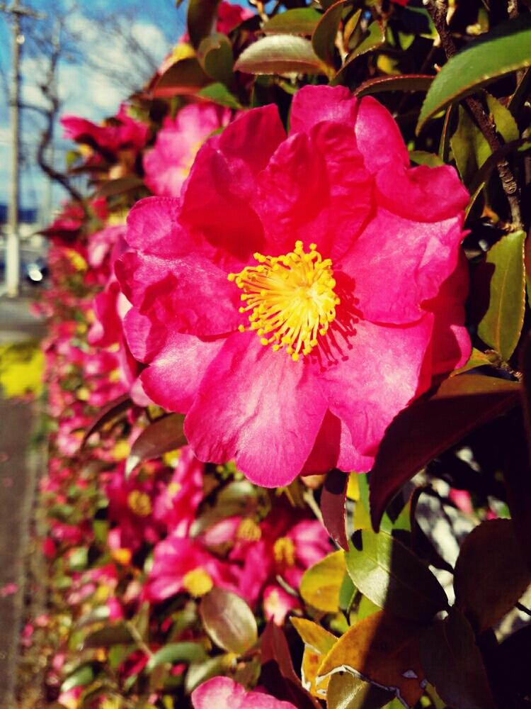 冬に咲く花の投稿画像 By このはなこゆきさん サザンカ 山茶花 と冬のお花さんと今日の一枚と赤い花と近所の植物 17月1月1日 Greensnap グリーンスナップ