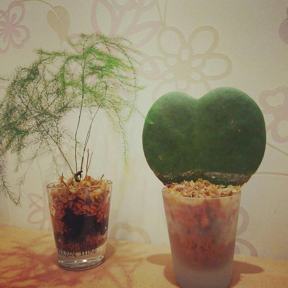 ラブハートの投稿画像 By Mimamigawa さん アスパラガスと観葉植物とミニ盆栽と多肉植物と盆栽のある暮らしコンテストと100均とキャンドゥと水苔とセラミスとメネデール 17月1月1日 Greensnap グリーンスナップ