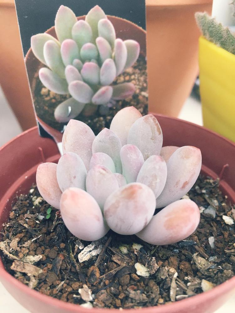 多肉植物 カワイイ紅葉コンビ♡フーケリー とチョコレートボール♫ 多肉植物 カワイイ紅葉コンビ♡フーケリー とチョコレートボール♫