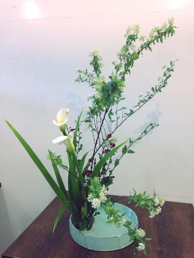 カラーの投稿画像 By のりさん いけばなと生け花と洋風テイストと花のある暮らしと白い花といけばなコンテストと華道 17月1月4日 Greensnap グリーンスナップ