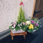 コーナンの寄せ植えの一覧 Greensnap グリーンスナップ