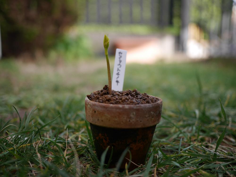 セイヨウトチノキの投稿画像 By しゅうさくさん 小さな庭と実生苗と発芽と実生苗と発芽 17月1月7日 Greensnap グリーンスナップ Greensnap グリーンスナップ