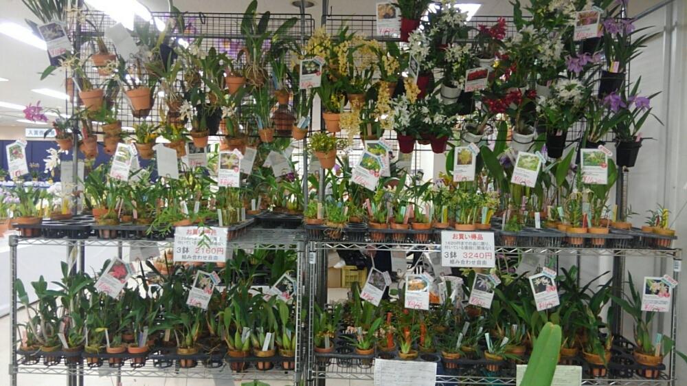 お出かけ先の投稿画像 By やまはる園芸さん 池袋と洋蘭と洋蘭展と池袋蘭展と蘭展とサンシャインらん展と洋ランと洋らん展と池袋と洋蘭と洋蘭展と池袋蘭展と蘭展とサンシャインらん展と洋ランと洋らん展 17月1月8日 Greensnap グリーンスナップ Greensnap