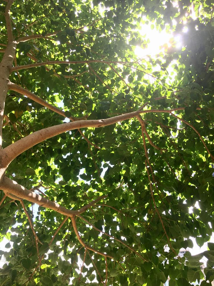 Ficus Religiosaの投稿画像 By Sussex Roadさん インドボダイジュとキラキラ とgoma前といちじく属と三大聖樹とクワ科と インド菩提樹 17月1月9日 Greensnap グリーンスナップ